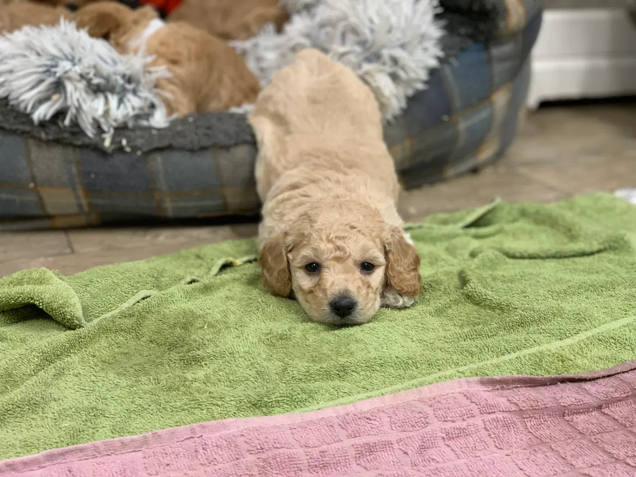 Billede 11 - Mini Golden Doodle babyer 