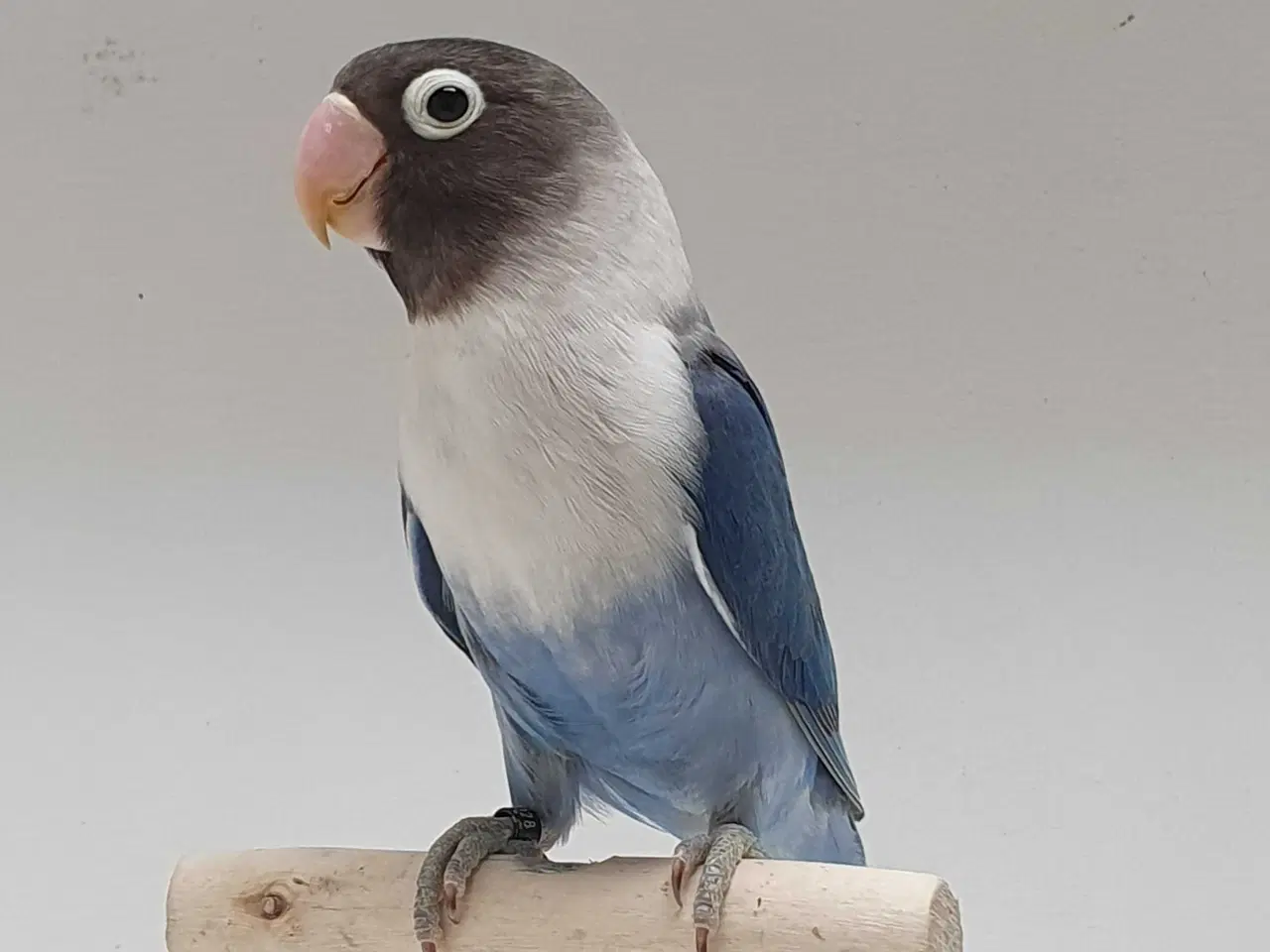 Billede 2 - Meget flot Sorthovedet dværgpapegøje