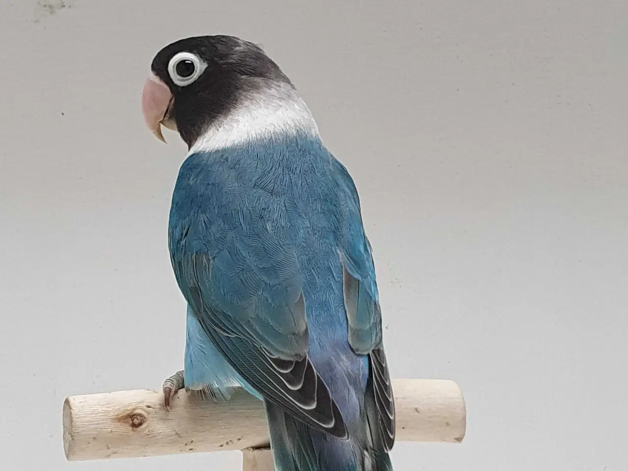 Billede 13 - Sorthovedet Dværgpapegøjepar 