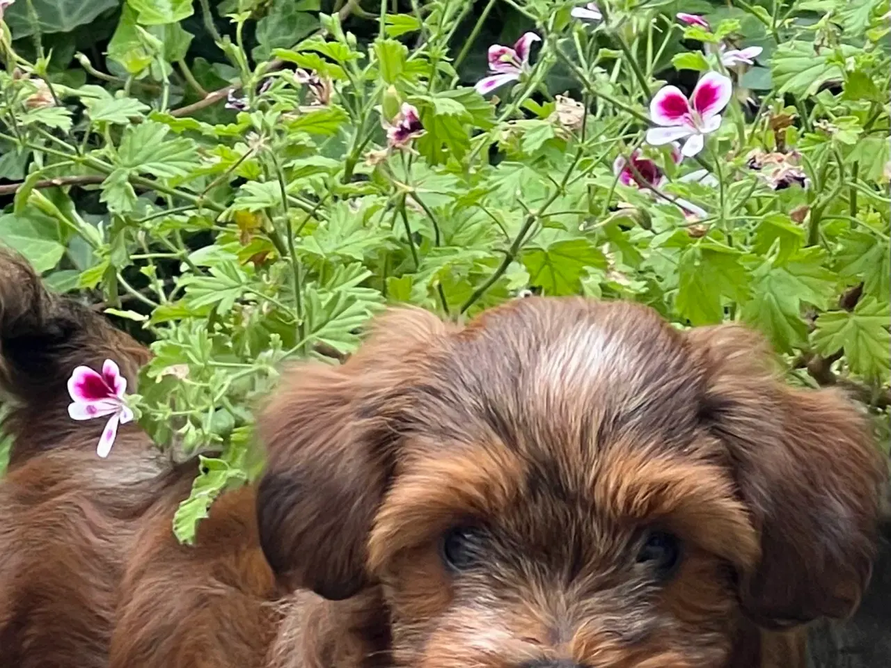 Billede 8 - 🧡Søde & Smukke Bichon Havanais 🧡