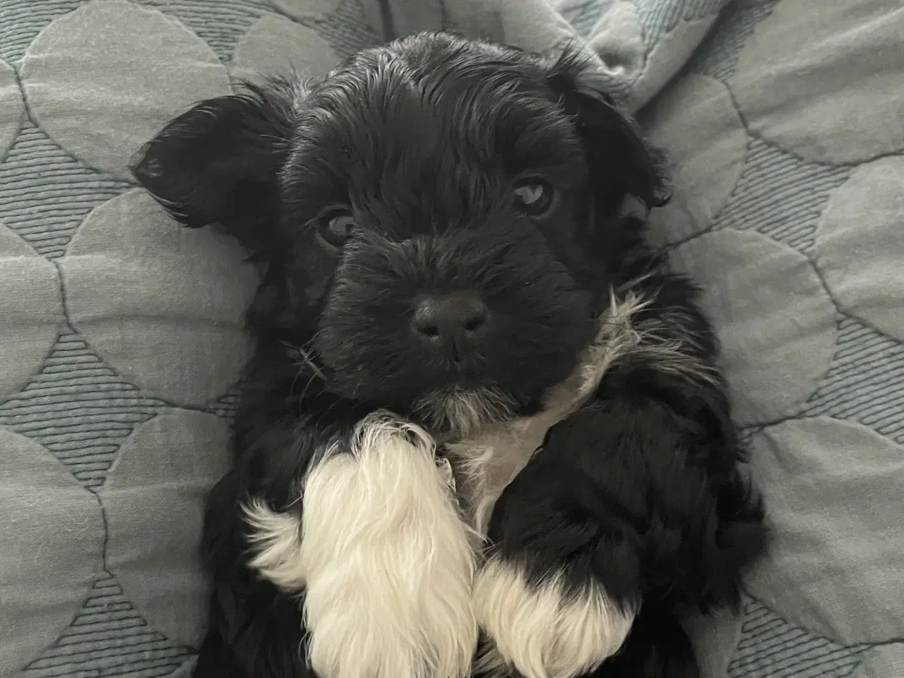 Billede 2 - Bichon Havanais hvalpe 