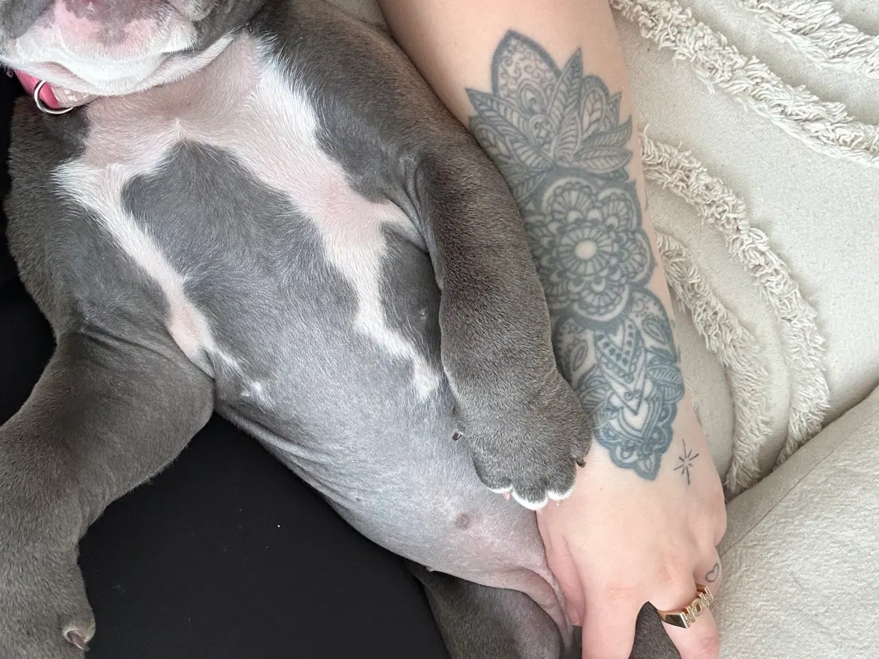 Billede 3 - American bully pocket 