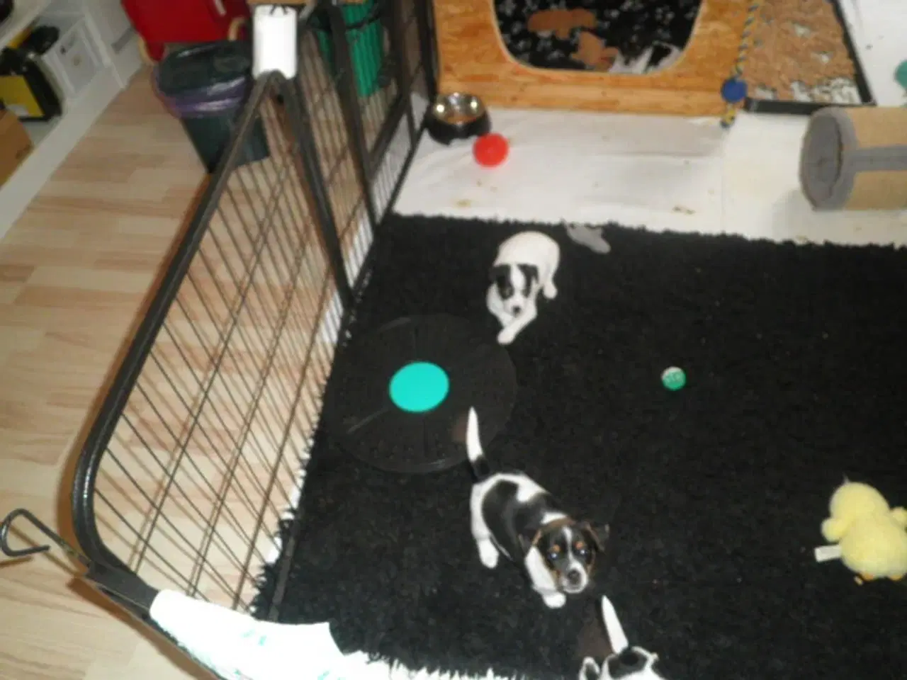 Billede 5 - Dansk/svensk Gårdhund hvalpe