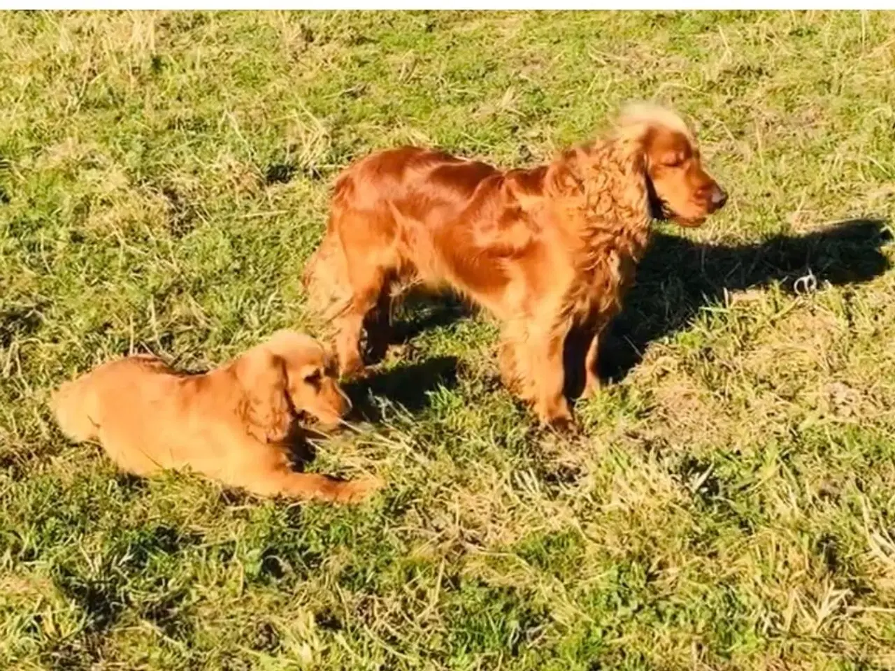 Billede 12 - Engelsk cockerspaniel 