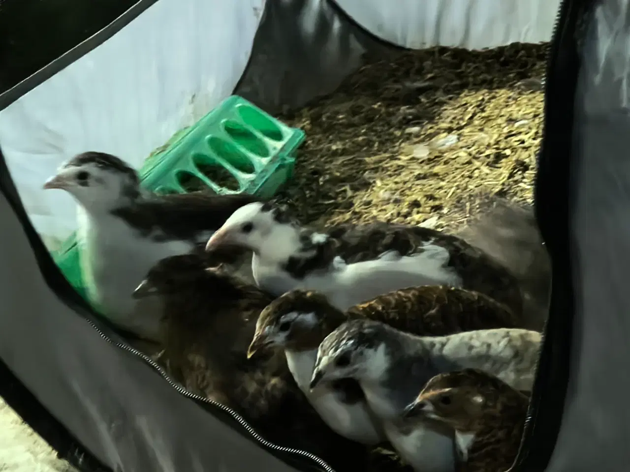 Billede 8 - Daggamle vagtelkyllinger klækket fredag den 10/4
