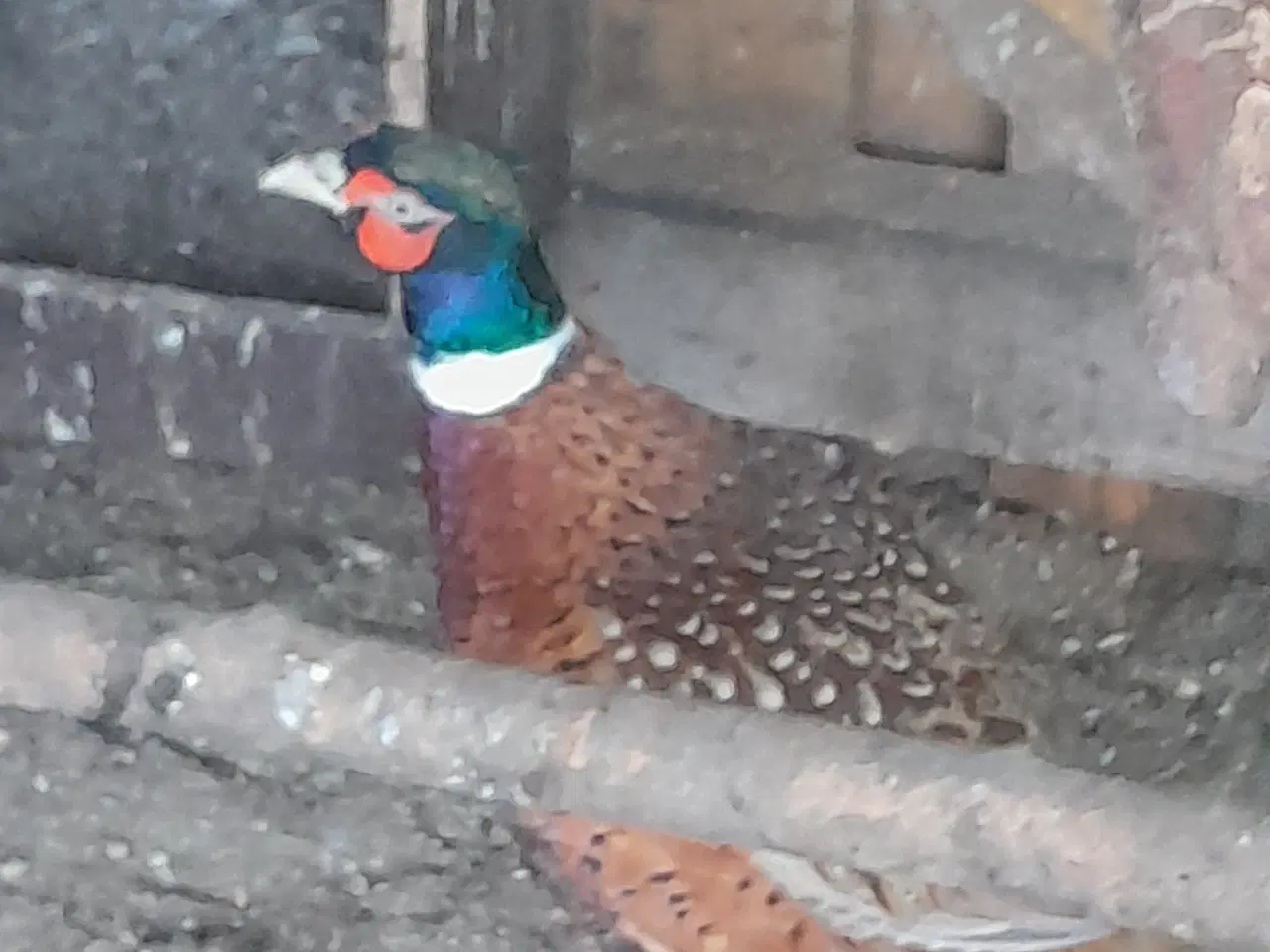 Billede 2 - Jagtfasaner kokke 