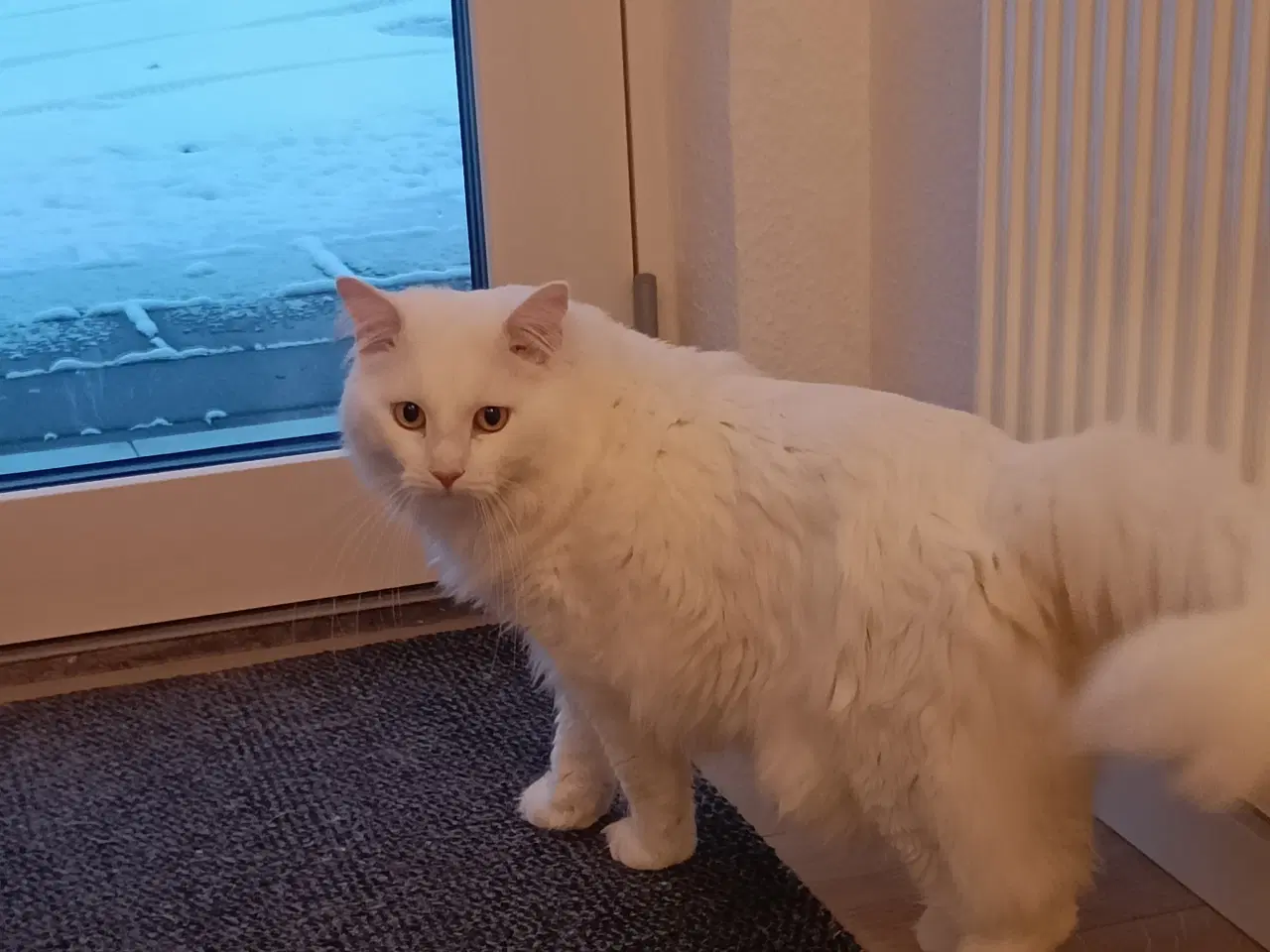 Billede 4 - Hankat blanding