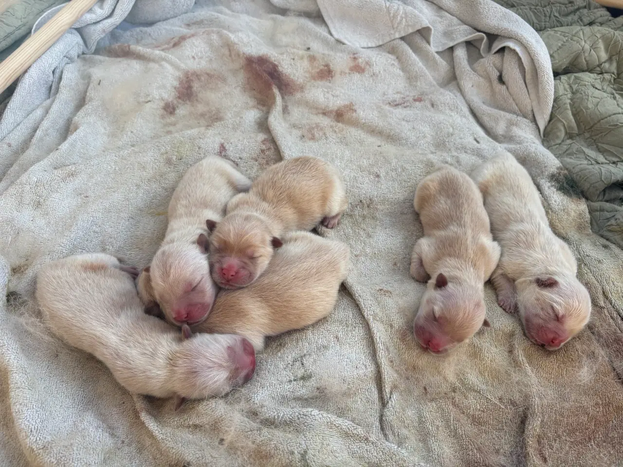 Billede 2 - Chow Chow Hvalpe 