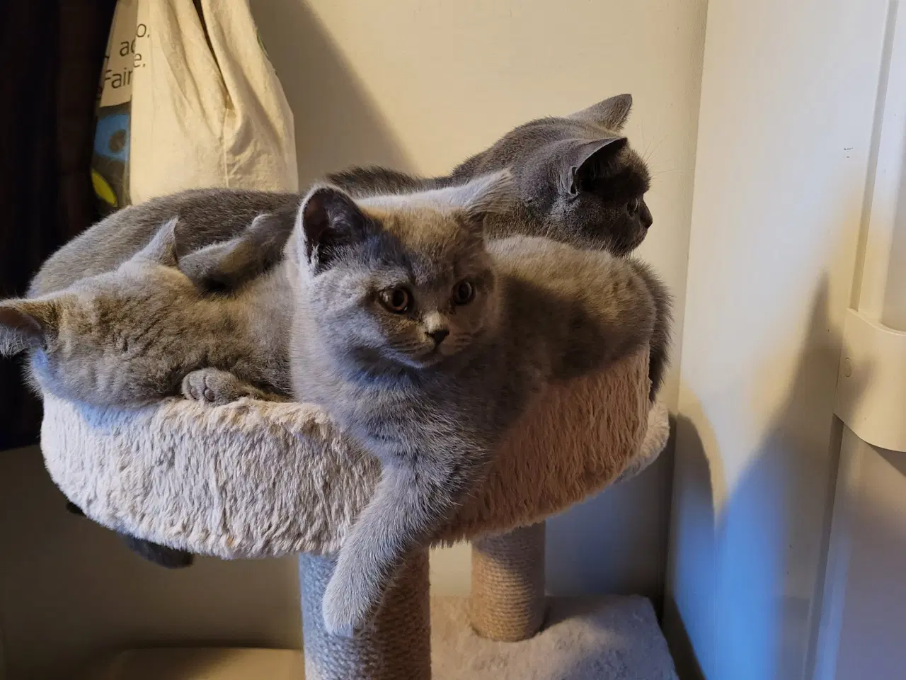 Billede 1 - British Shorthair blå