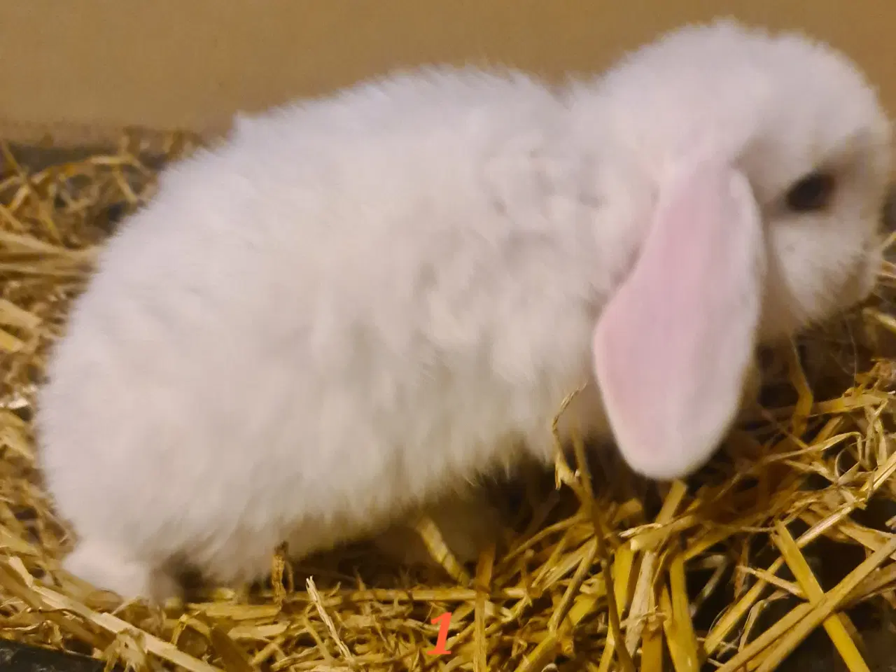 Billede 5 - Kaninunger Mini Lop 