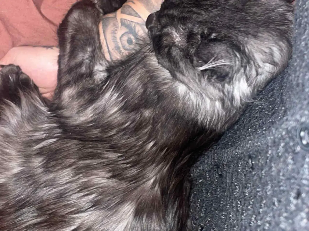 Billede 5 - Main coon-hankat