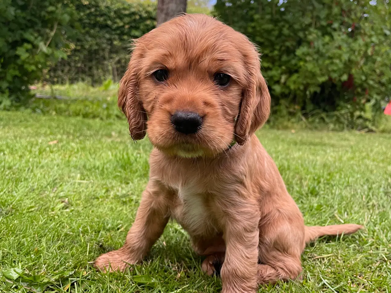 Billede 1 - Engelsk Cocker Spaniel