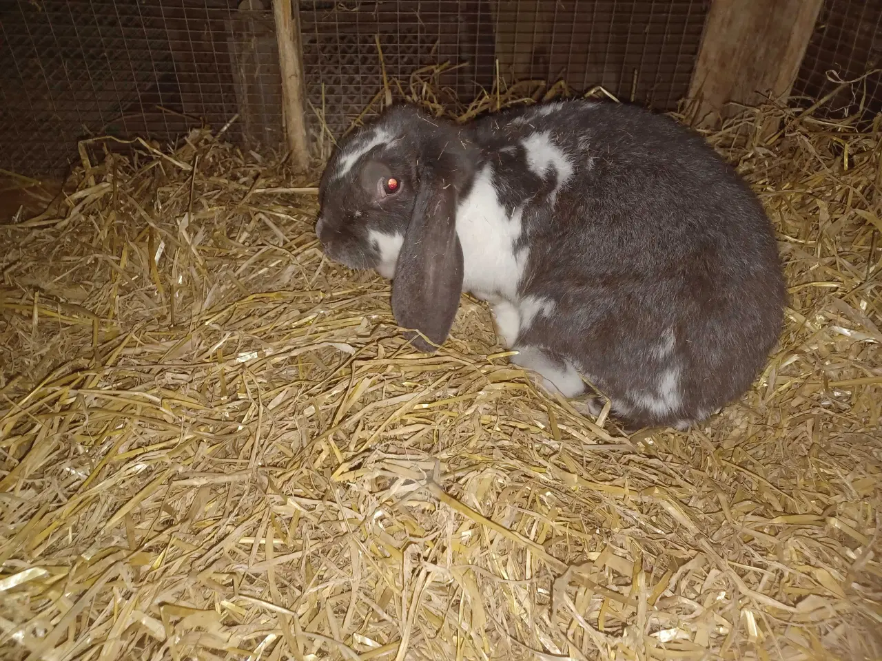 Billede 1 - Fransk vædder x tks