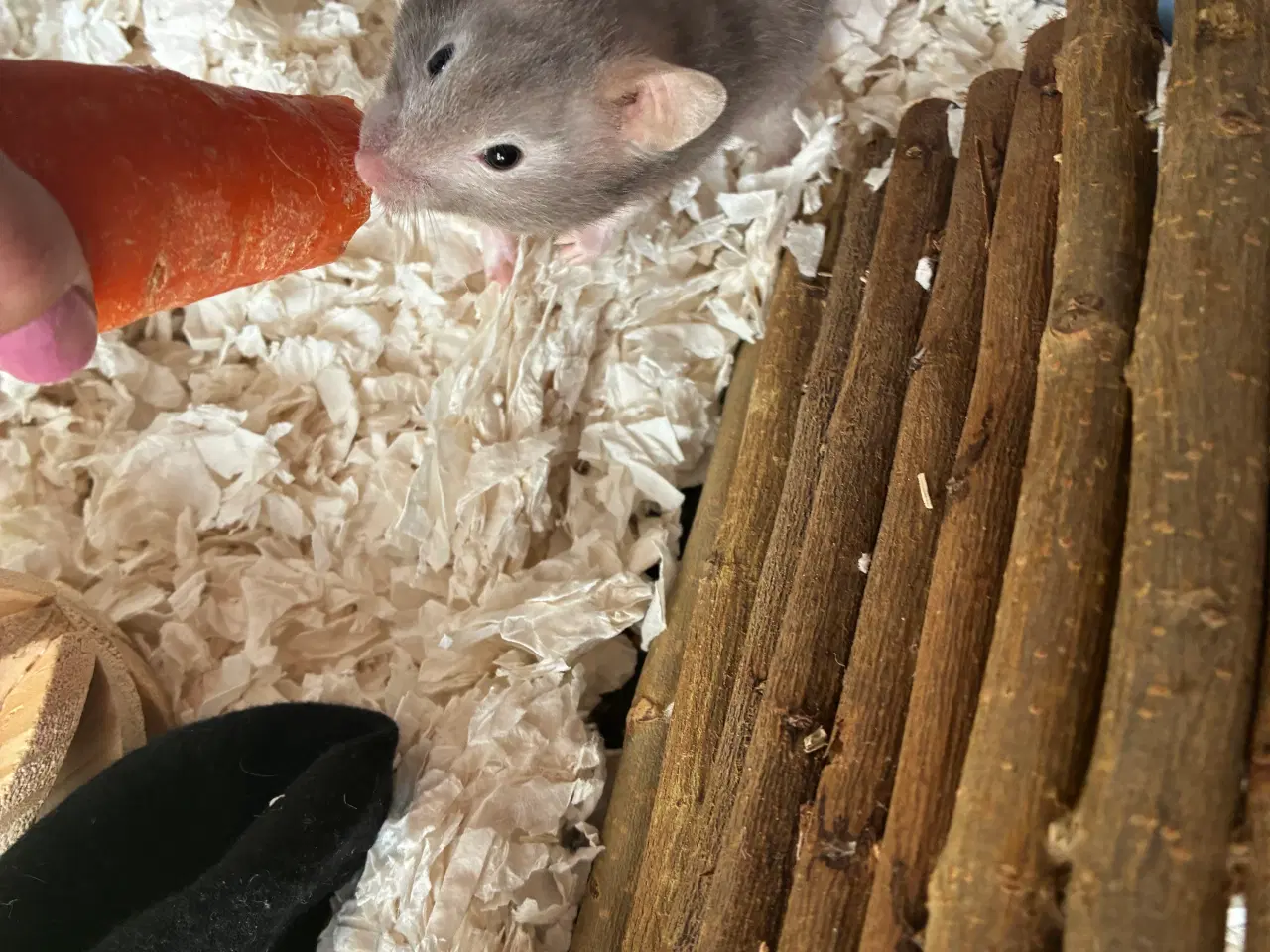 Billede 3 - Guldhamster gives væk