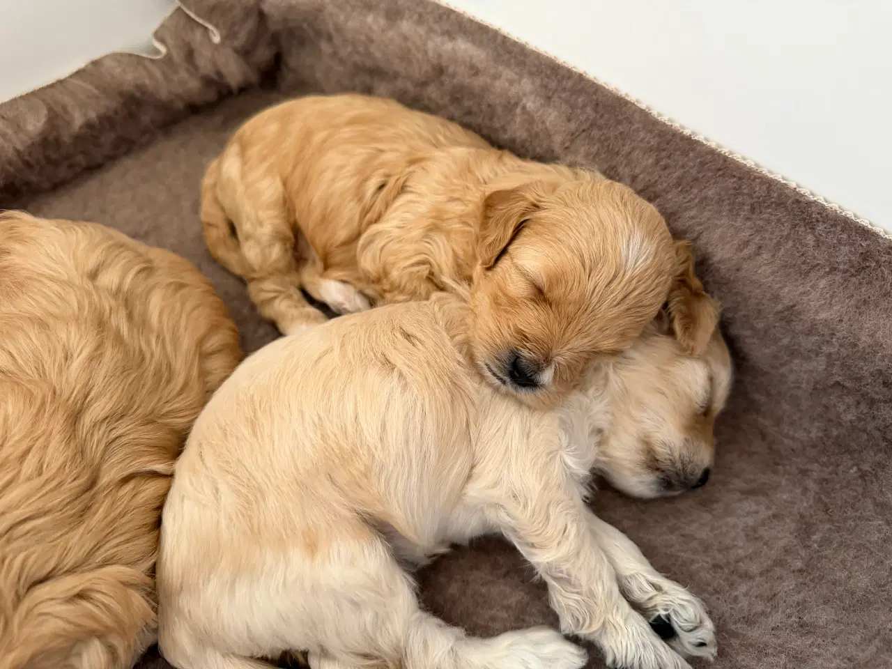 Billede 5 - 🤎 Skønneste Havapoo F1b hvalpe søger nye kærlige 