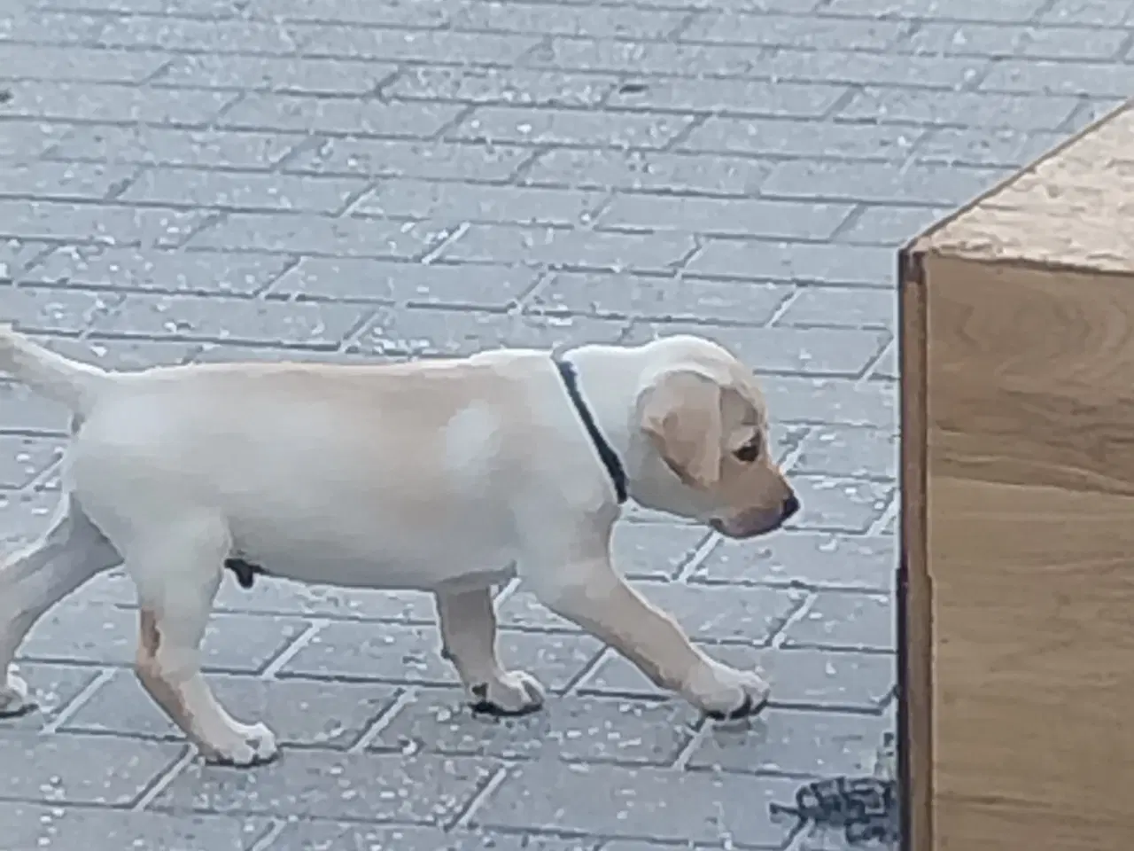 Billede 9 - Gule labrador hvalpe.