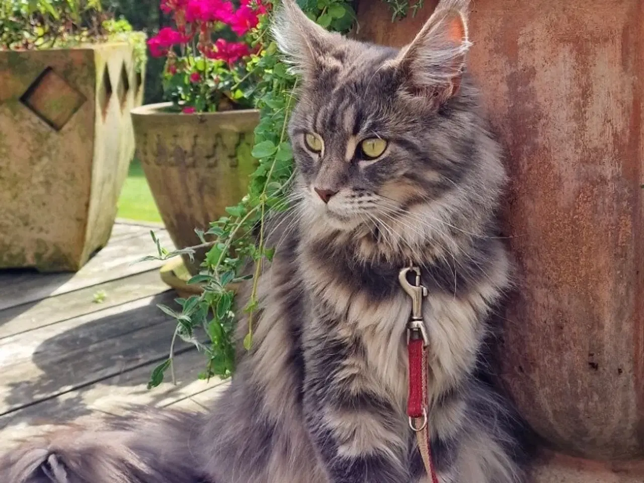 Billede 5 - Huskat-MainCoon 5000kr stk