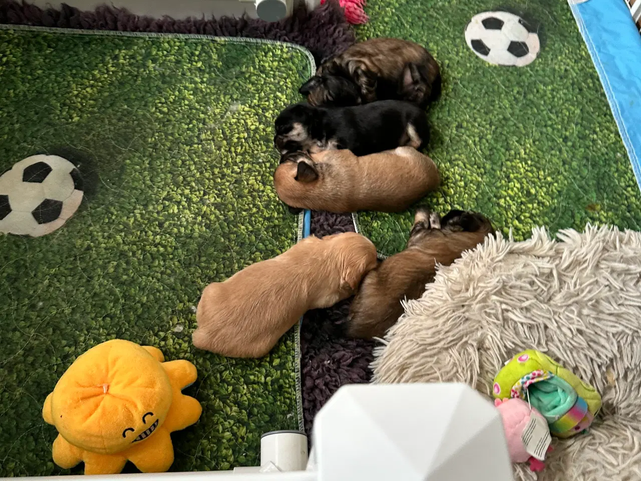 Billede 11 - Hunde valpe malteserblanding