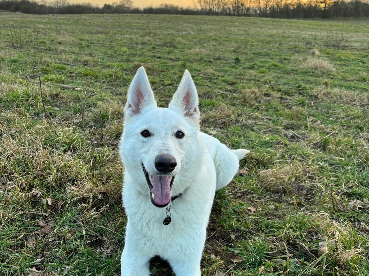Billede 5 - Hvid schweizisk hyrdehund 2.5 år 
