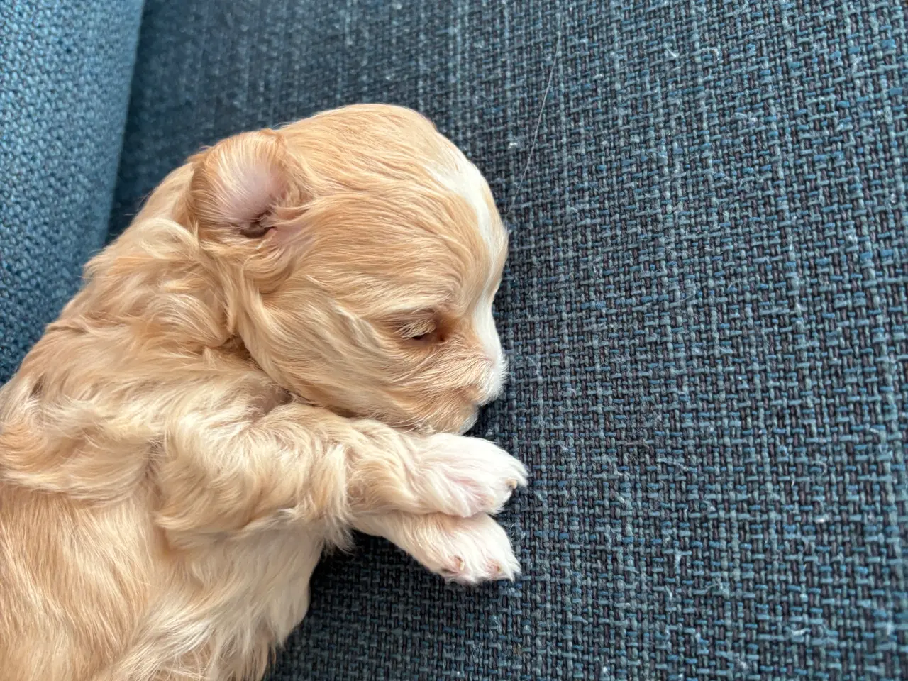 Billede 2 - Malteser/ Maltipoo