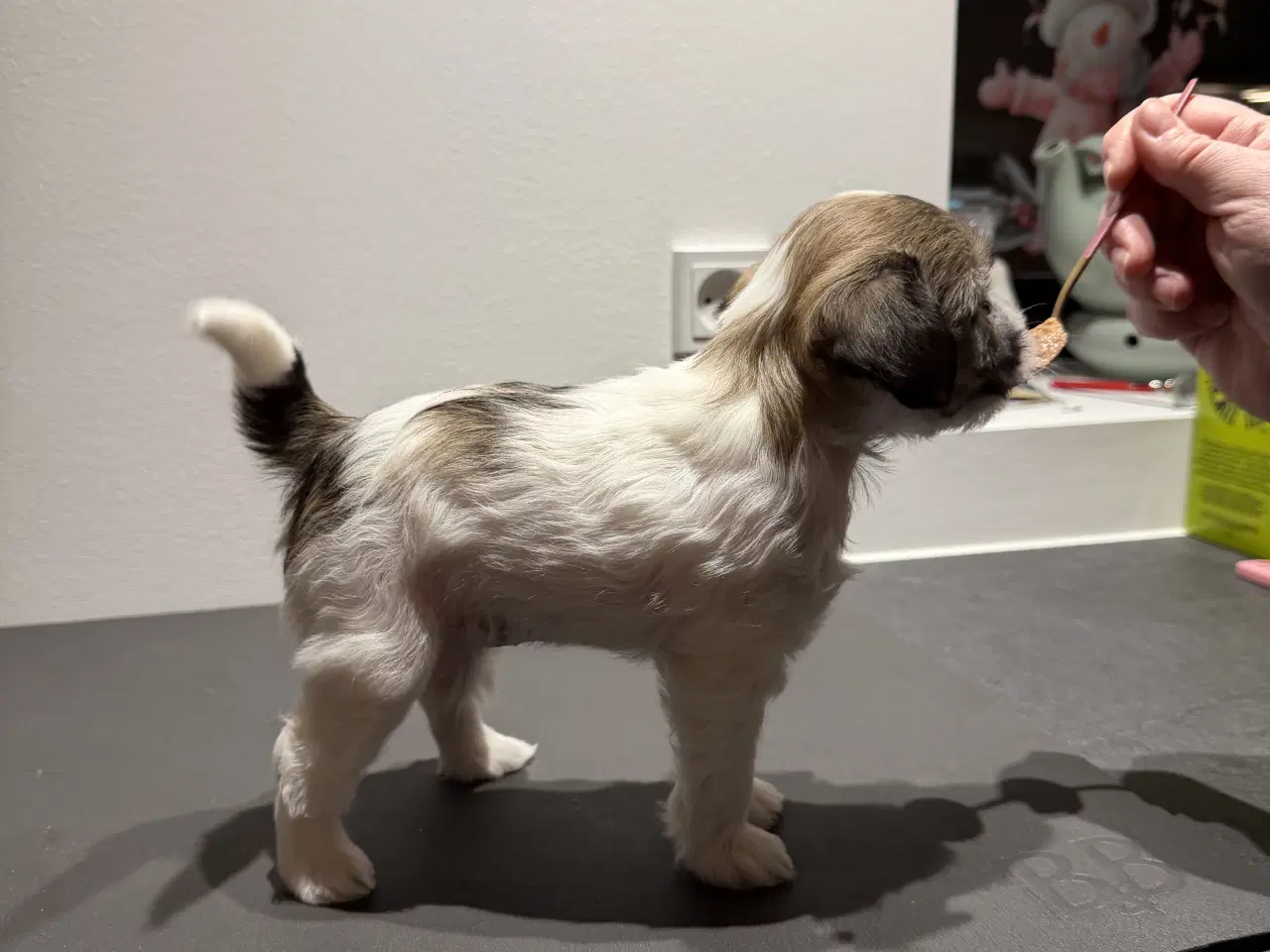 Billede 9 - Chinese crested/Kinesisk hårløs, allergivenlige