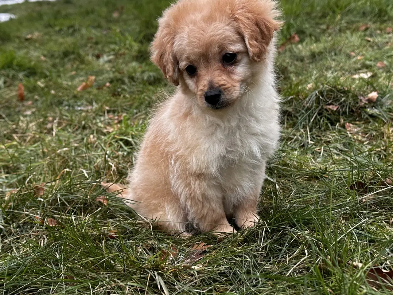 Billede 4 - Cavapoo F2B 