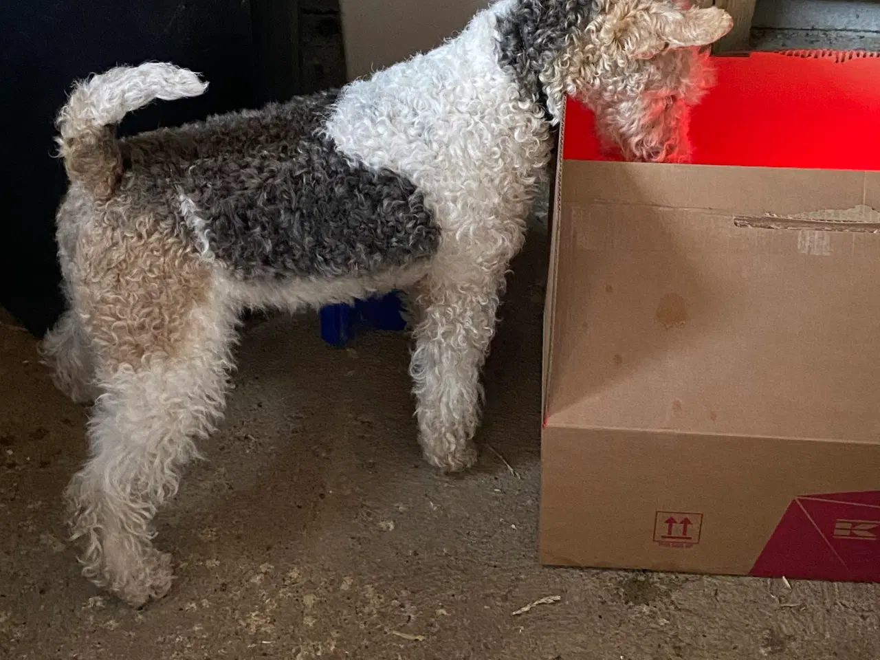 Billede 12 - Ruhåret FOX terrier 