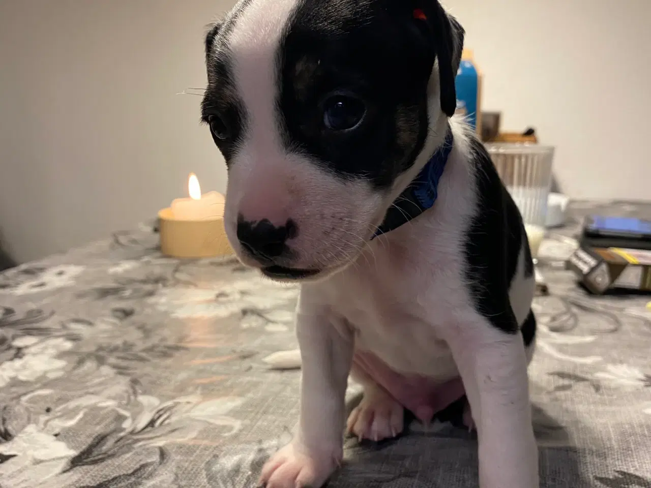 Billede 8 - Hvalpe klar til at få nyt hjem den 5. december