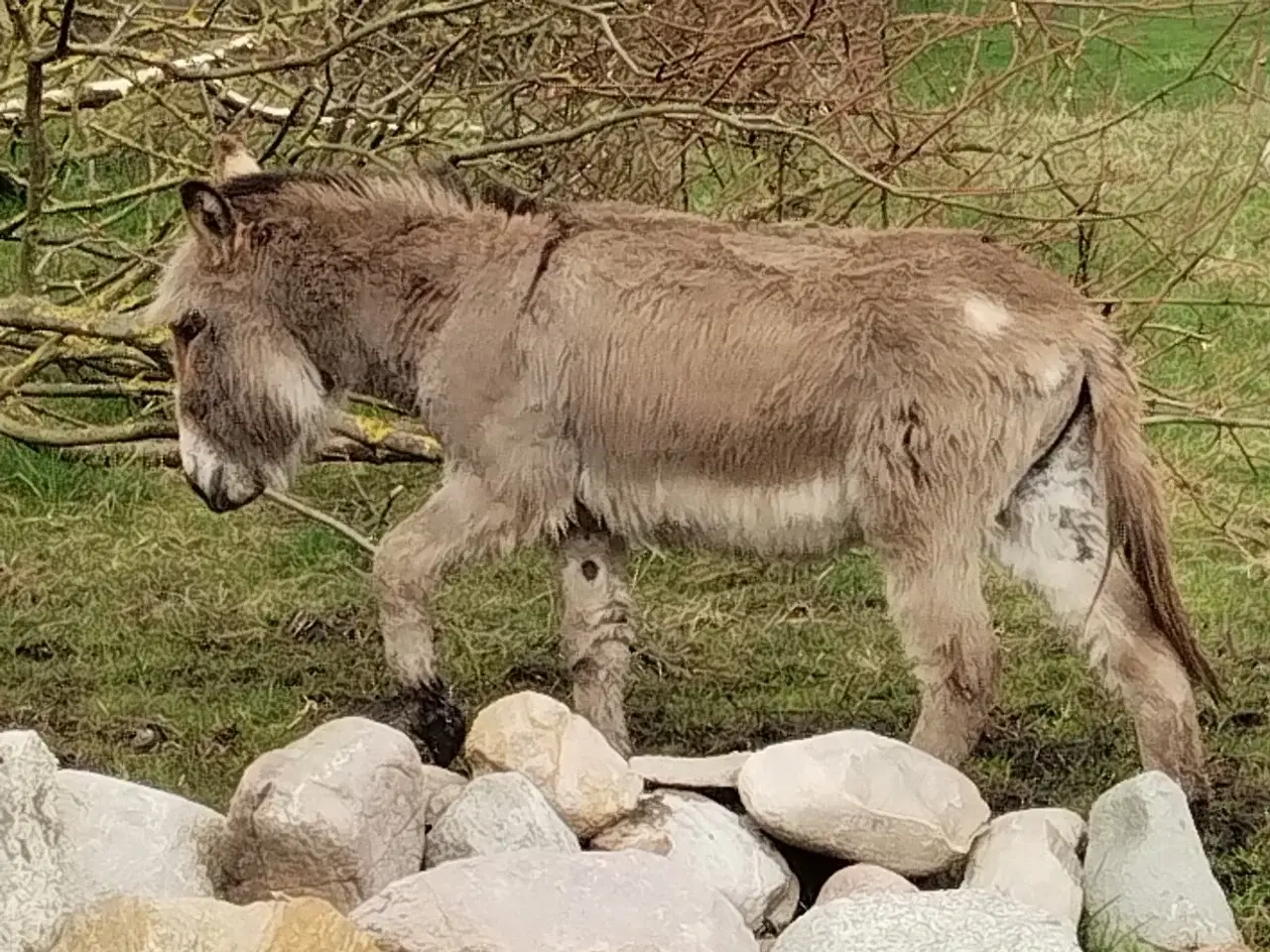 Billede 2 - Æsel hingst 