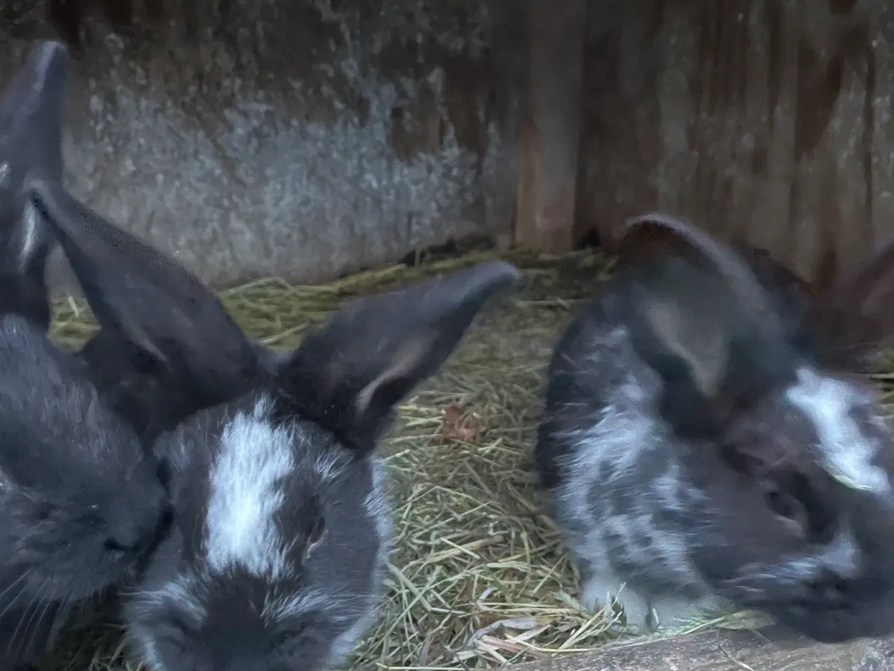 Billede 2 - New Zealand Red X Tysk kæmpeschecke