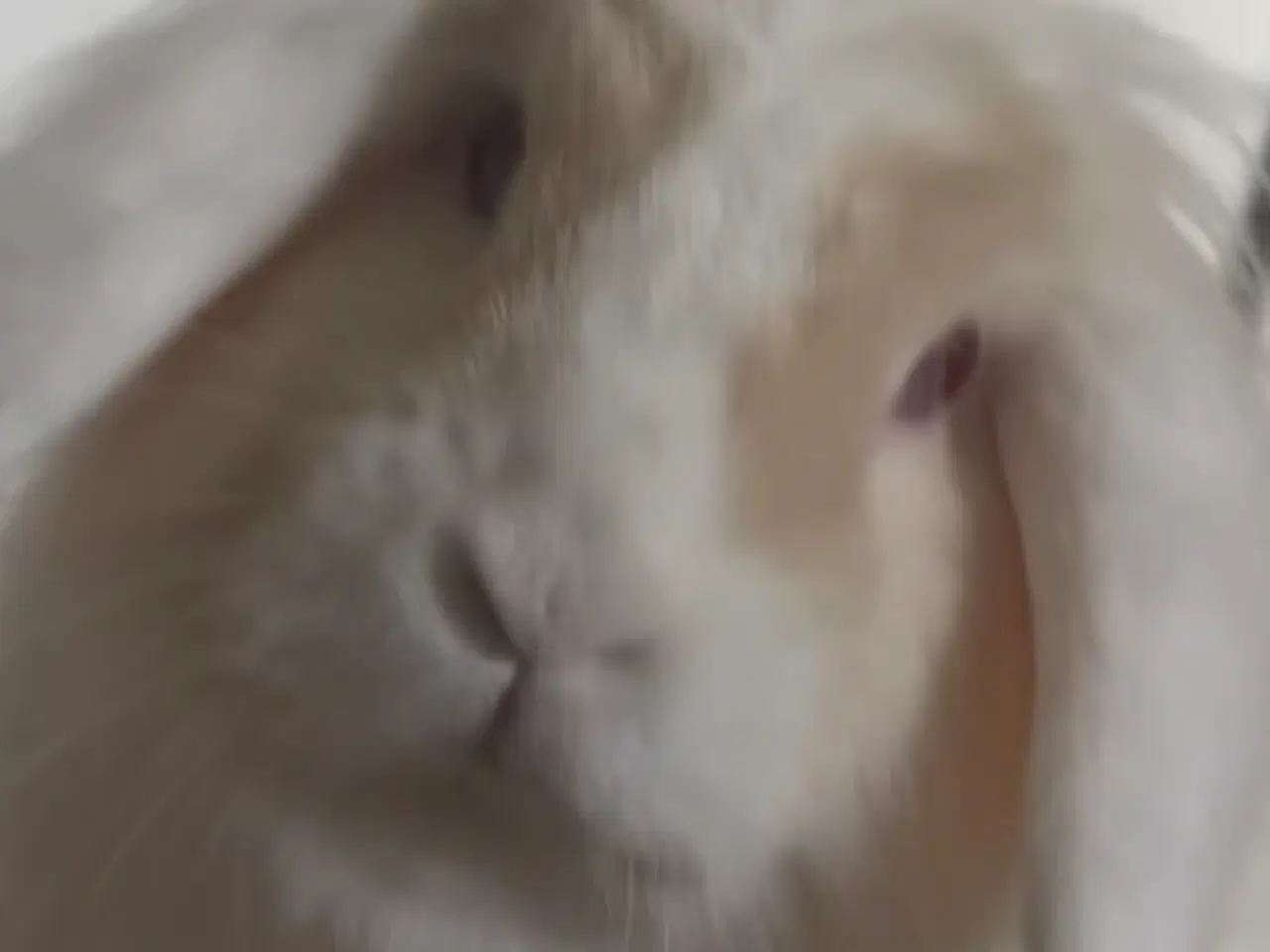 Billede 10 - Verdens sødeste kanin sælges