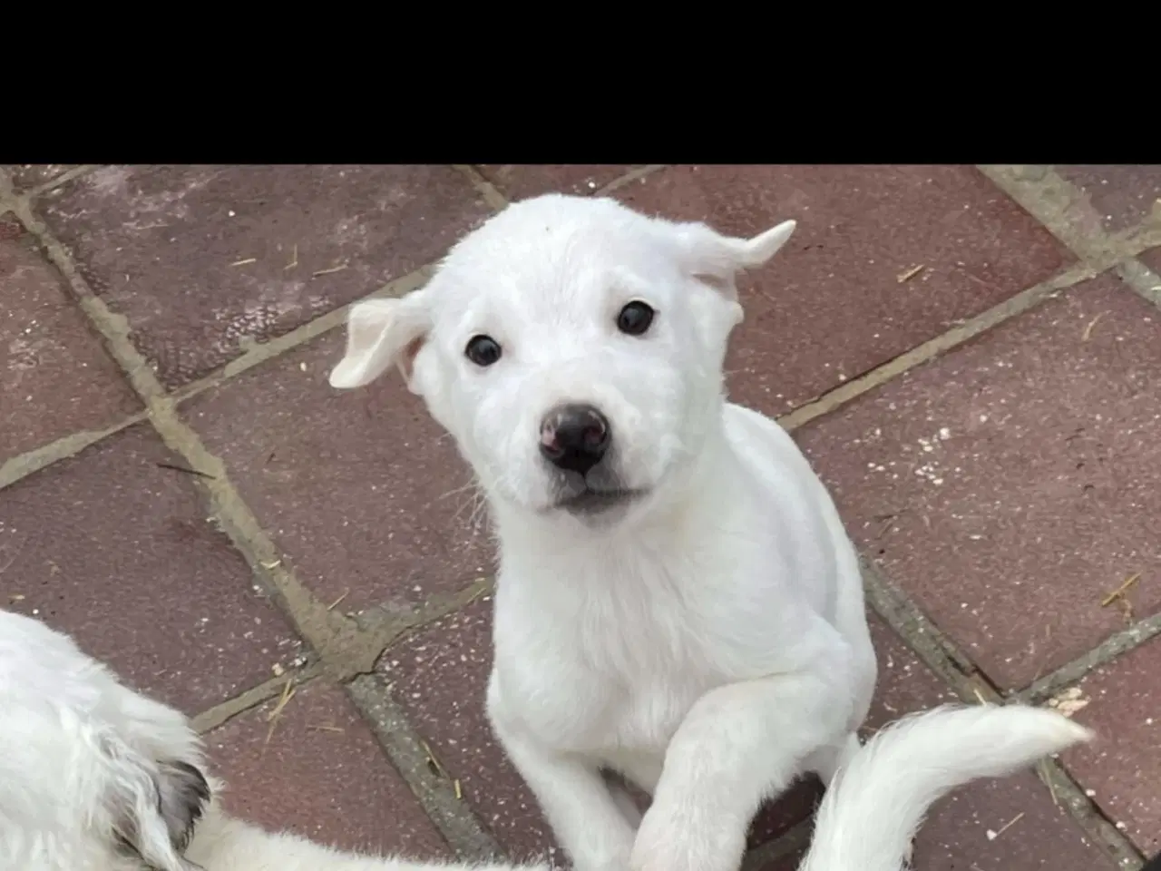 Billede 10 - Søde lille Creamy søger familie 