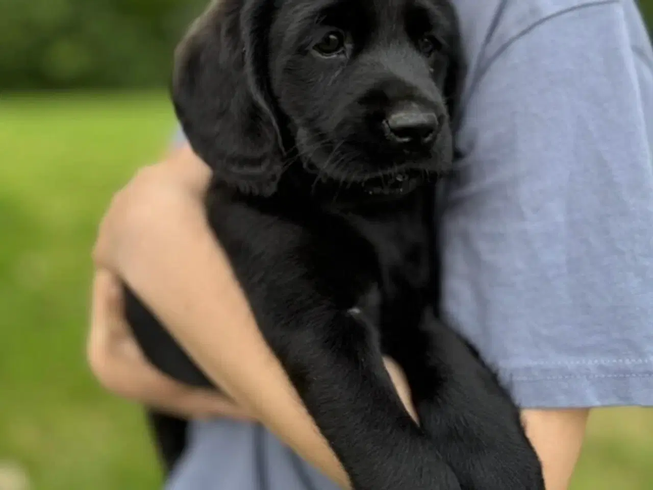 Billede 3 - Amerikanske Cockerdor hvalpe 