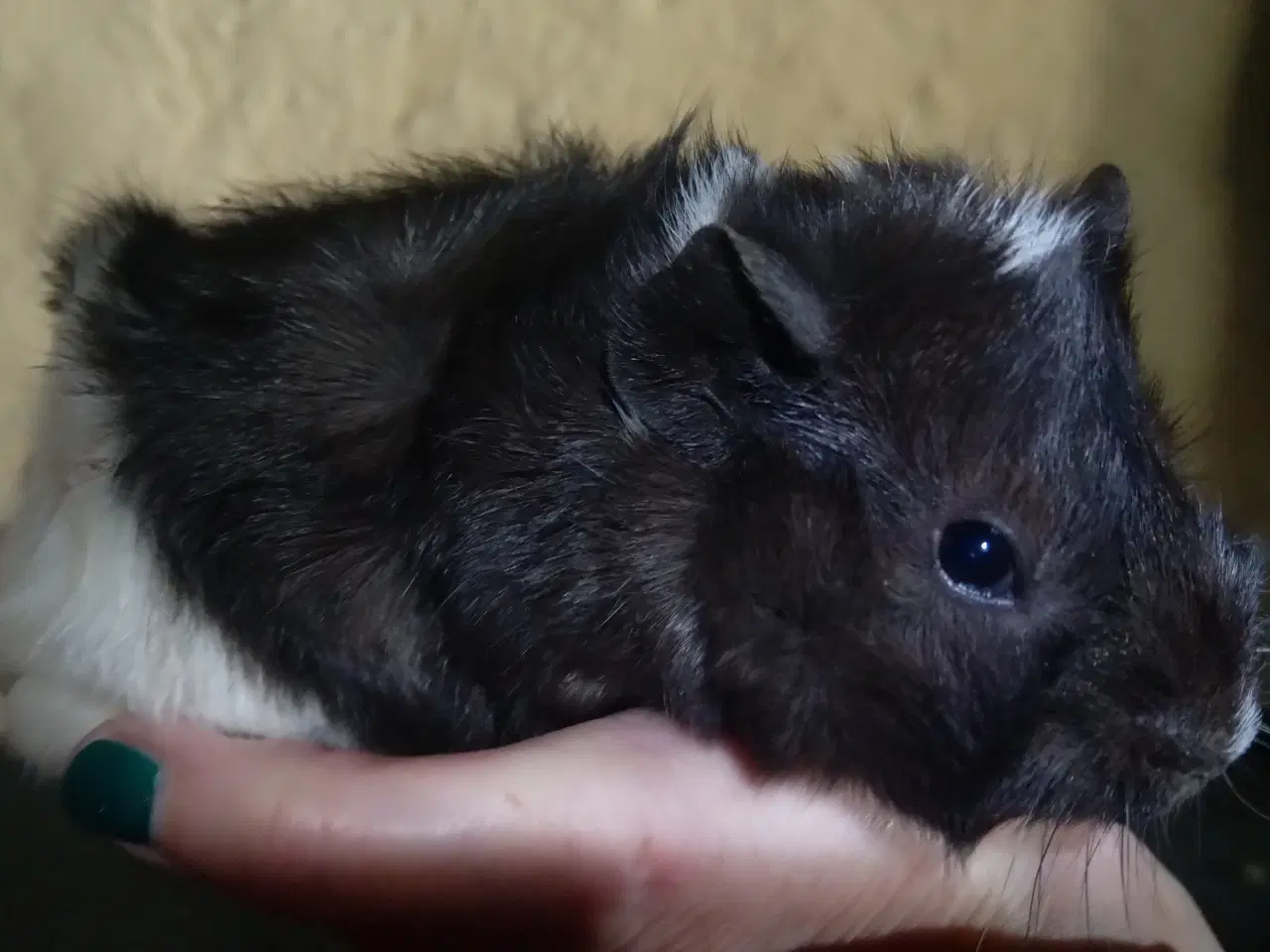 Billede 17 - Marsvin unger, forskellige racer 