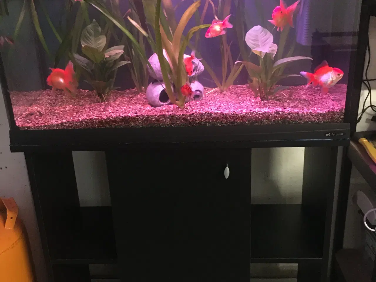 Billede 2 - Slørhaler