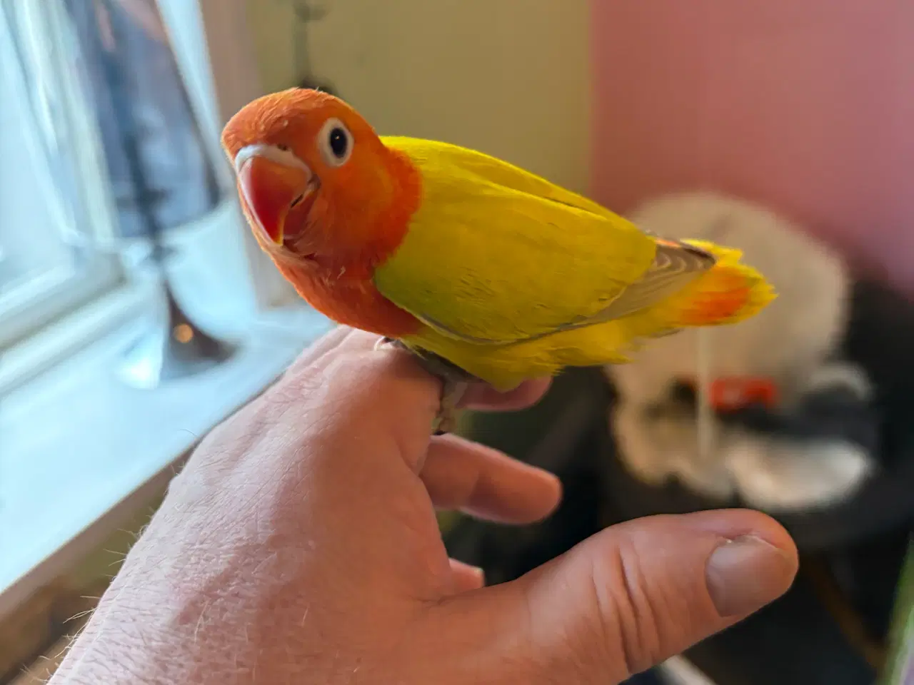 Billede 1 - Håndopmadet Rødhovedet dværgpapegøjer 