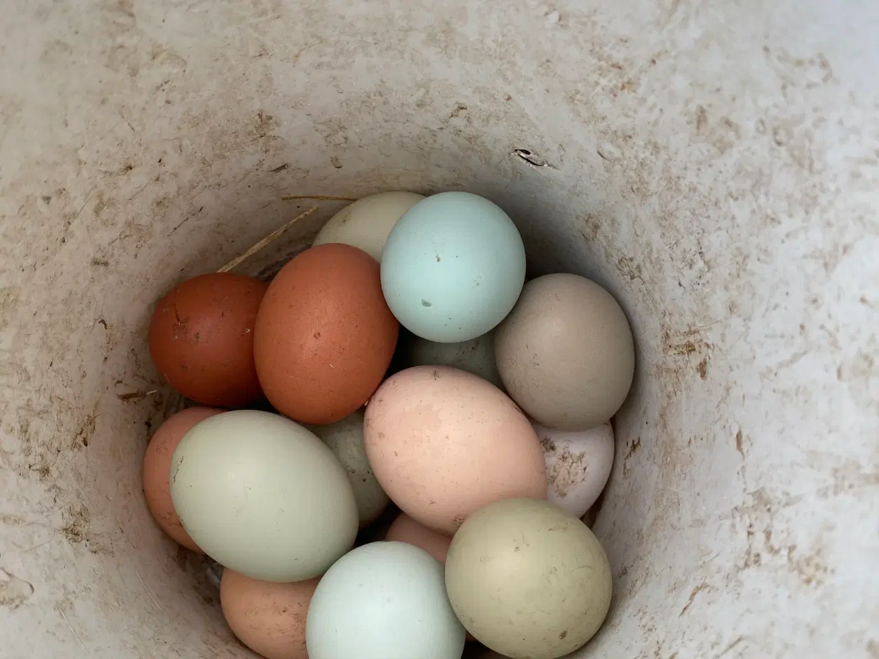 Billede 5 - Daggamle kyllinger