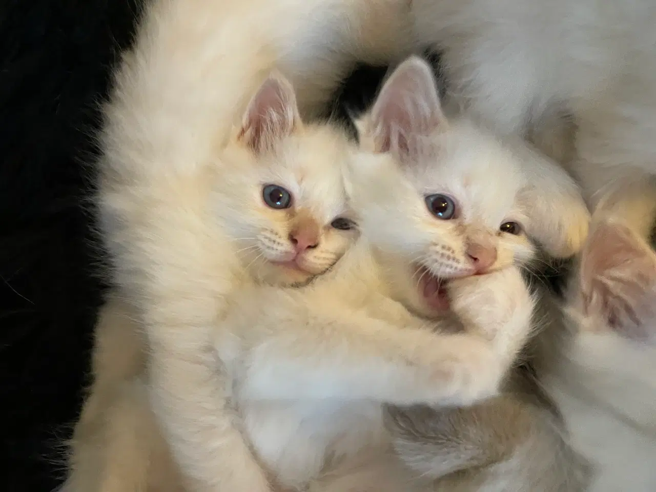 Billede 5 - Hellig Birma killinger