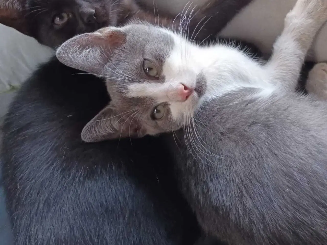 Billede 1 - Søde kattekillinger 