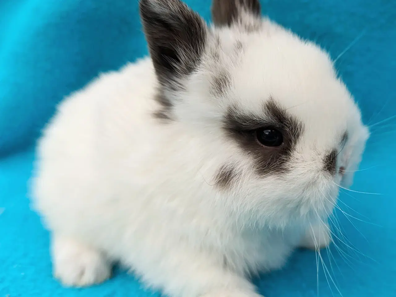 Billede 1 - Hermelin/minilop kaninunge sælges 