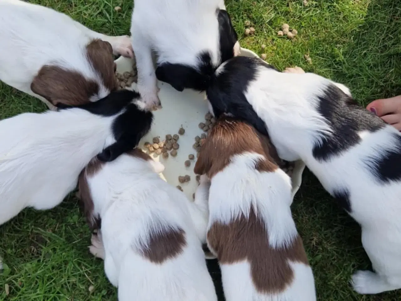 Billede 7 - Springer spaniel 2 hanner til salg