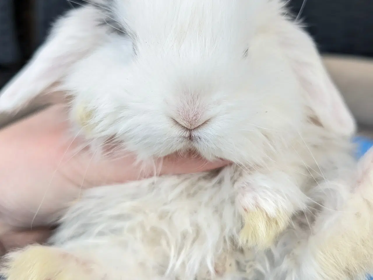 Billede 6 - Minilop kaninunge sælges