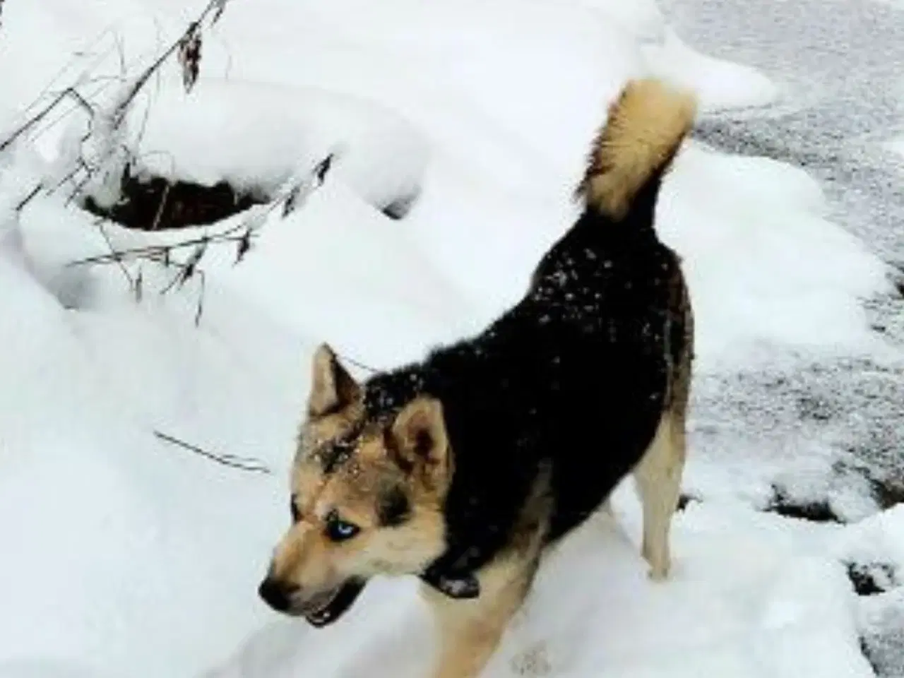 Billede 5 - Smukke Athos