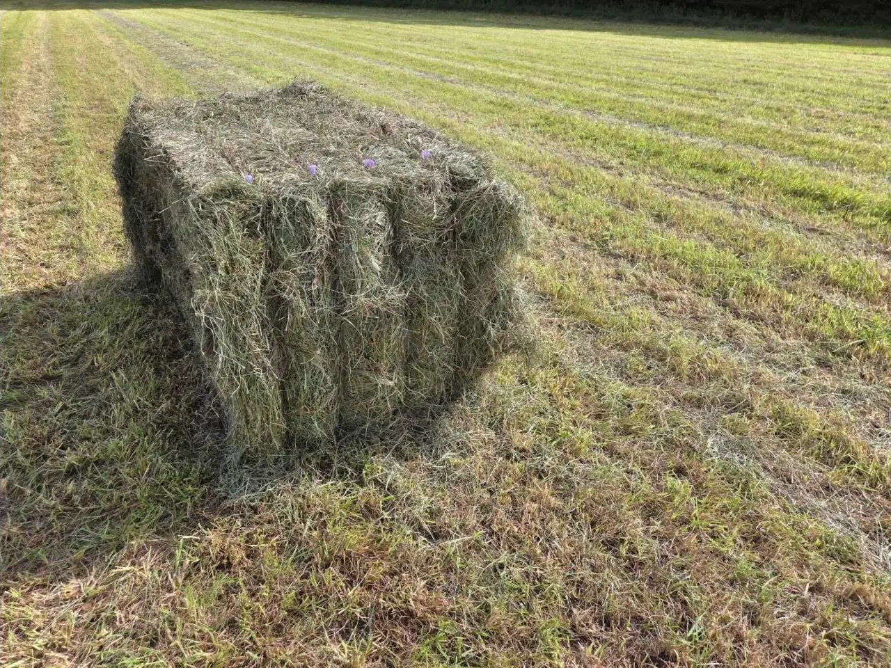 Billede 4 - Wrap til heste, køer og får