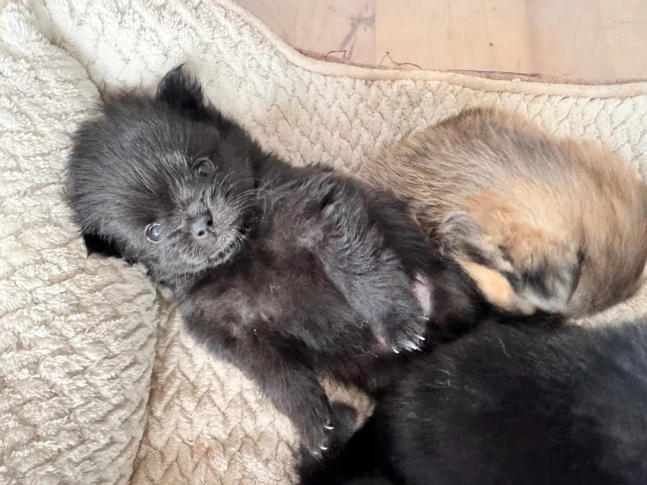 Billede 3 - Pomchi hvalpe 