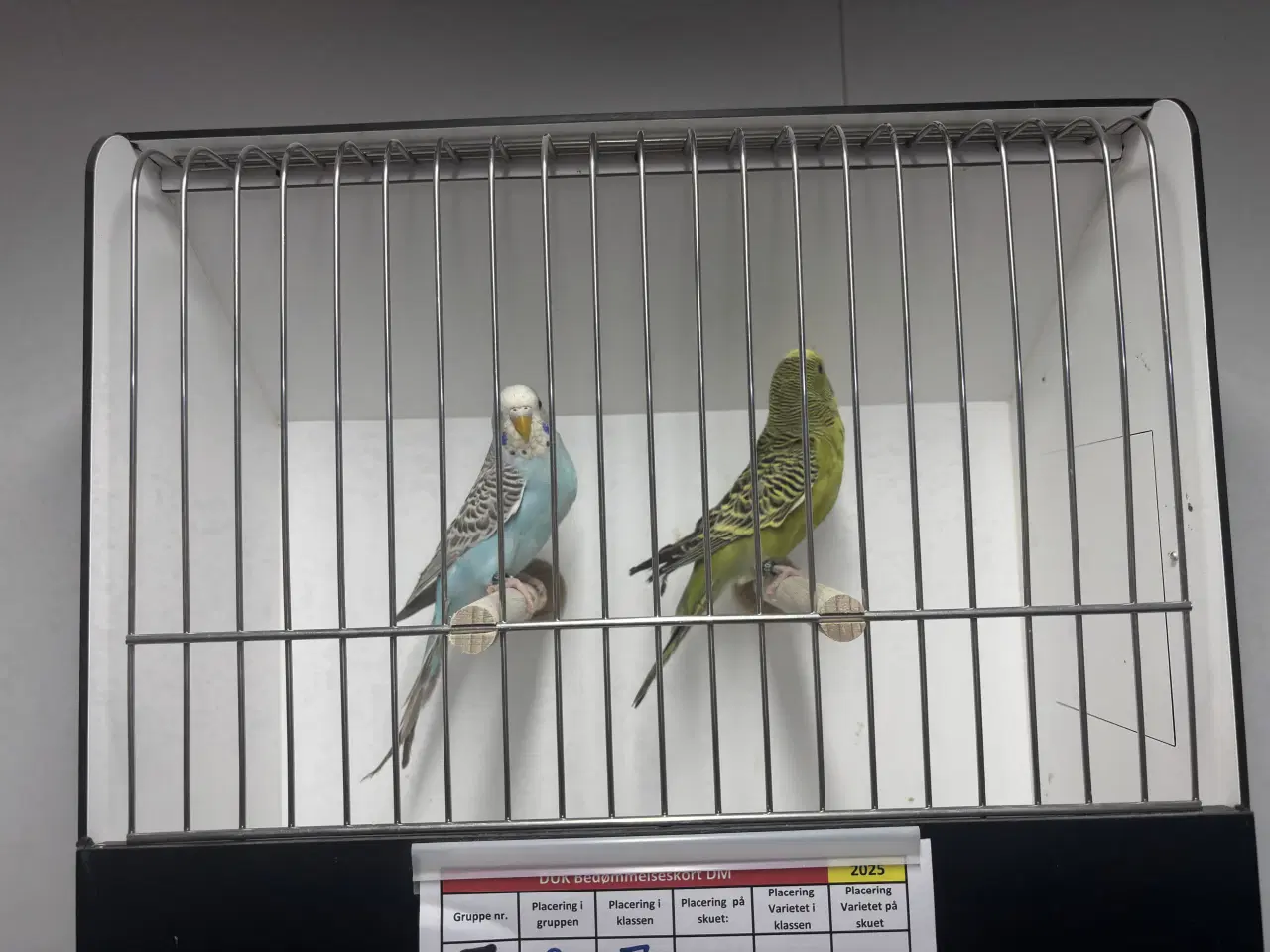 Billede 4 - Australske undulater 