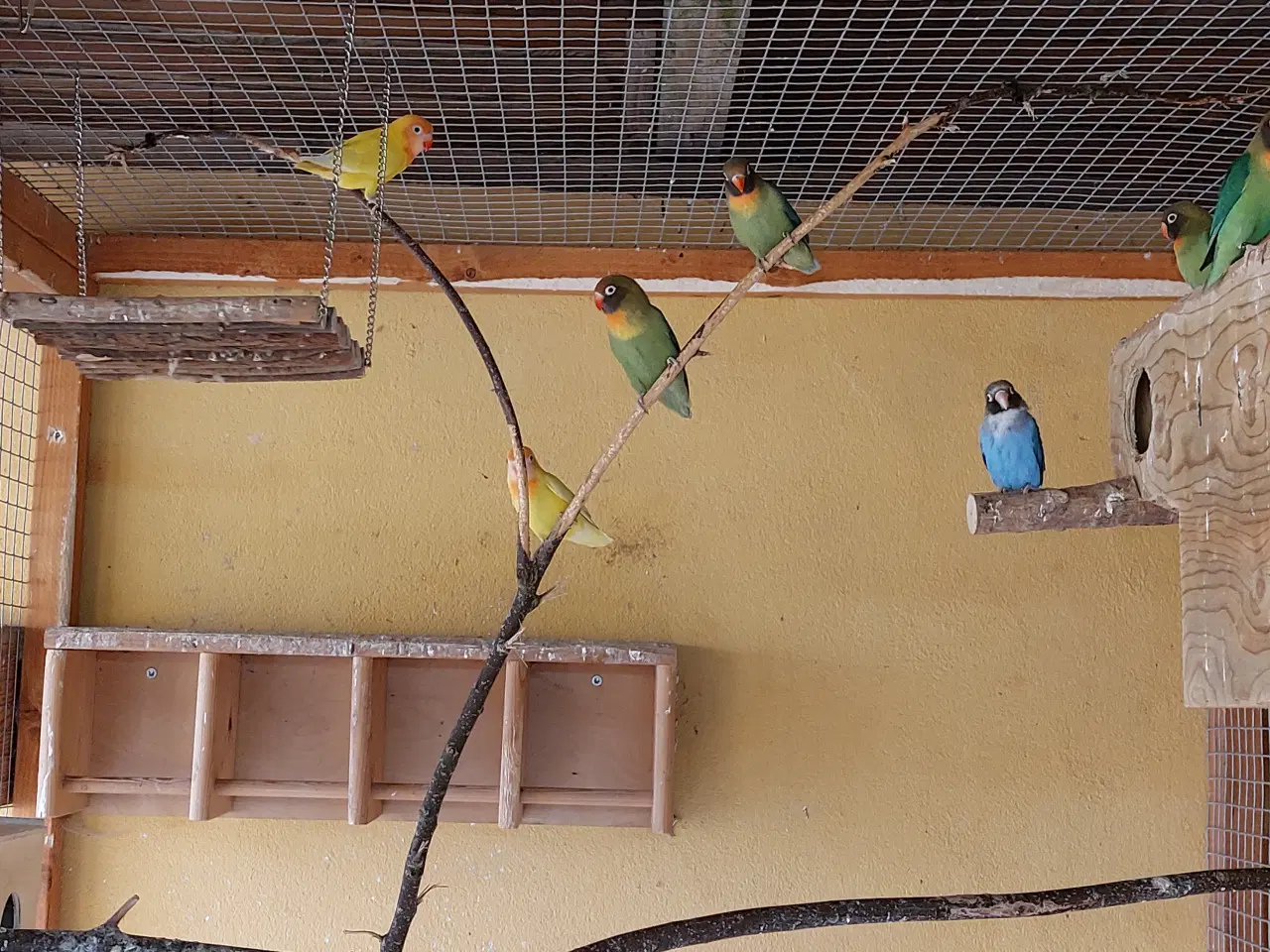 Billede 1 - Sod Brunhovedet Dværg Papegøjer