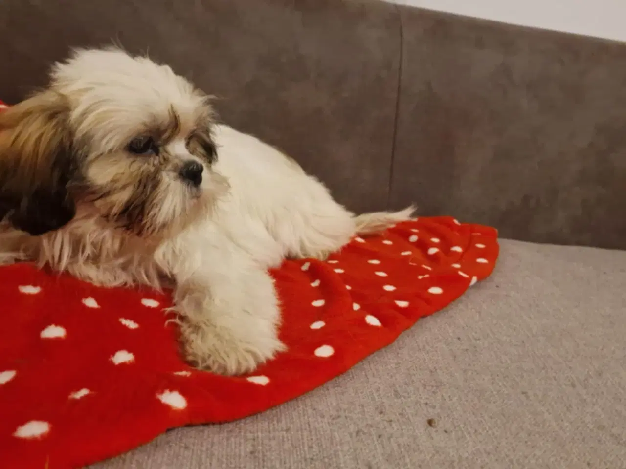 Billede 2 - Shih tzu bamser