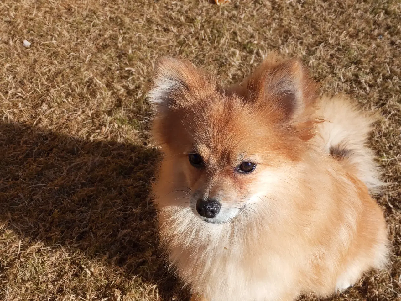 Billede 1 - Pomeranian hvalp