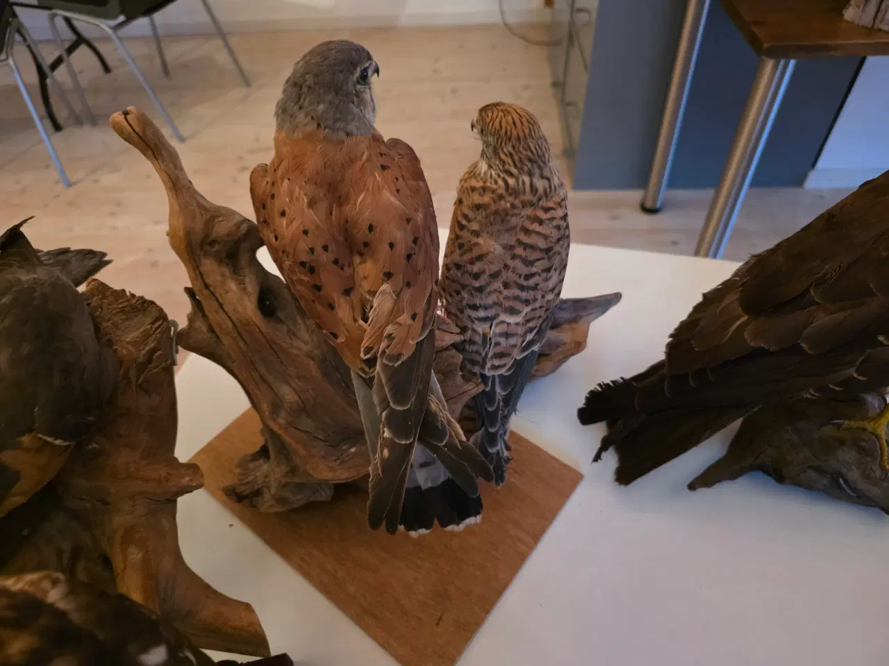 Billede 12 - Rovfugle, sælges samlet eller hver for sig